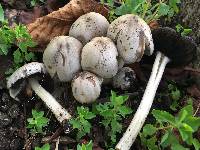 Coprinopsis atramentaria image