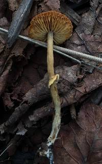 Conocybe rugosa image