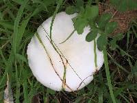 Volvariella gloiocephala image