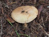 Agaricus augustus image