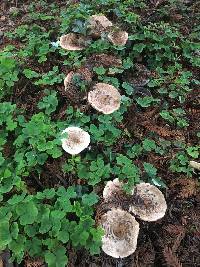 Chlorophyllum brunneum image