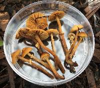 Conocybe rugosa image