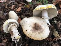 Agaricus xanthodermus image