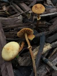 Conocybe rugosa image