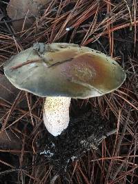 Suillus pungens image