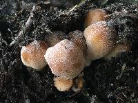 Coprinellus micaceus image