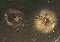 Tubaria furfuracea image