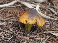 Hygrocybe singeri image