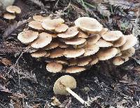 Pholiota terrestris image