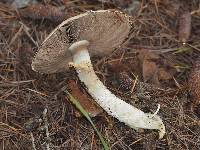 Agaricus augustus image