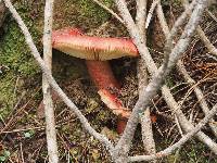 Russula sanguinaria image