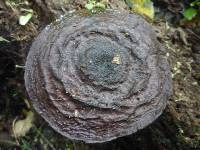 Pluteus concentricus image