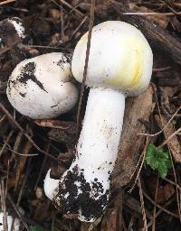 Agaricus xanthodermus image