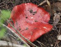 Russula sanguinaria image