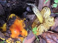 Hygrocybe acutoconica image