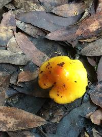 Hygrocybe acutoconica image