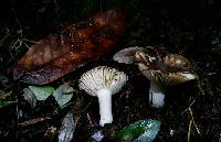 Russula cerolens image