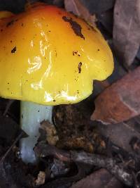 Hygrocybe acutoconica image