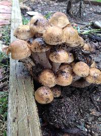 Armillaria mellea image