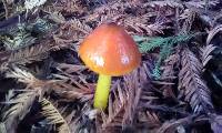 Hygrocybe singeri image