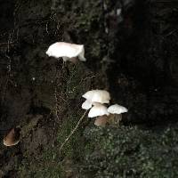 Hemimycena candida image