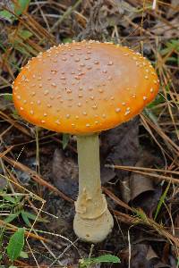 Amanita muscaria image