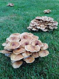 Armillaria mellea image