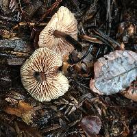 Gymnopus brassicolens var. brassicolens image