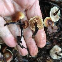 Gymnopus brassicolens var. brassicolens image