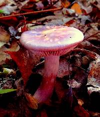 Cortinarius iodes image