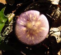 Cortinarius iodes image