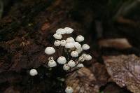 Marasmius rotula image