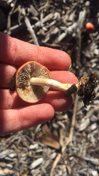 Leratiomyces ceres image