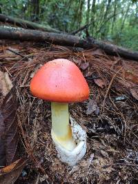 Amanita jacksonii image