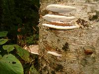 Ganoderma applanatum image