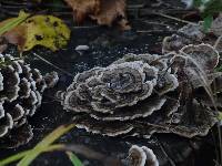 Trametes versicolor image