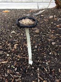 Coprinus comatus image