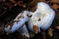 Lactarius indigo image