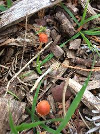 Leratiomyces ceres image