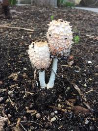 Coprinus comatus image