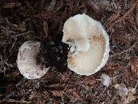 Chlorophyllum brunneum image