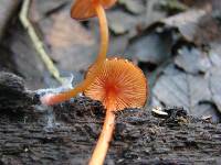 Pluteus aurantiorugosus image