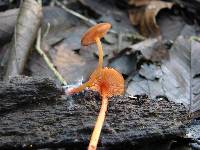 Pluteus aurantiorugosus image