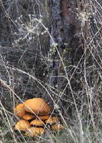 Gymnopilus ventricosus image