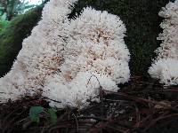 Hydnopolyporus fimbriatus image