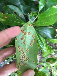 Puccinia coprosmae image