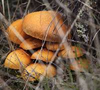 Gymnopilus ventricosus image