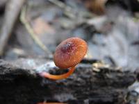 Pluteus aurantiorugosus image