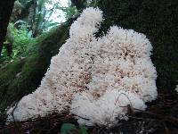 Hydnopolyporus fimbriatus image