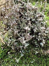 Cladonia concinna image